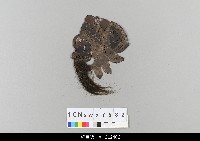 藏品(中國湖北皮影戲偶頭-淨)的圖片